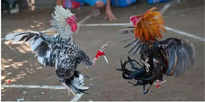 Đá gà cựa dao PQ88: Mãn nhãn với từng cú đá của chiến kê 2 Đá gà cựa dao PQ88